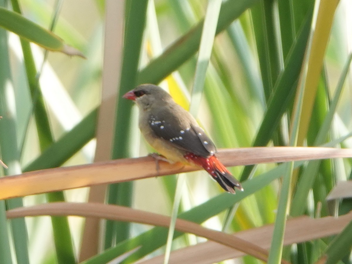 Red Avadavat (Yellow-bellied) - ML610210854