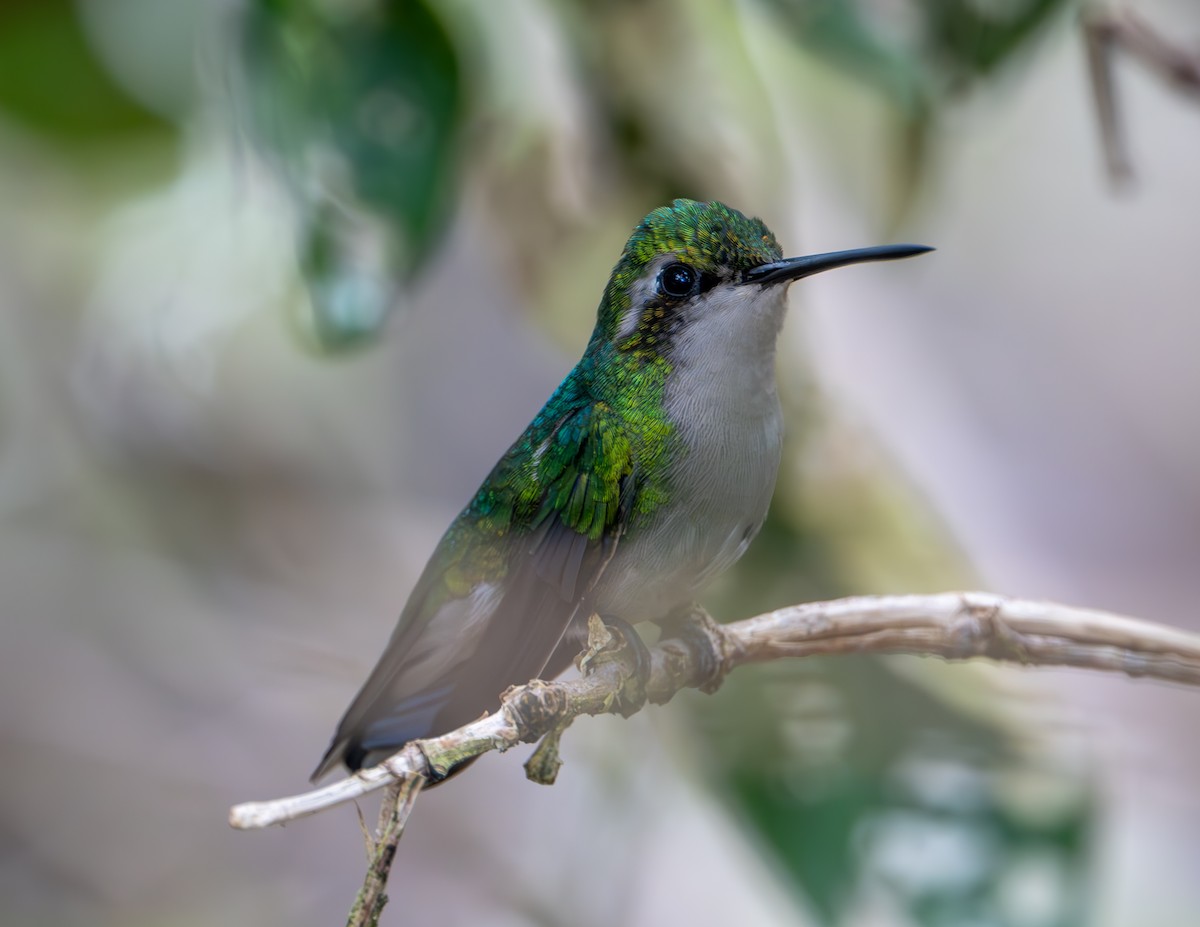 Blue-tailed Emerald - ML610211072
