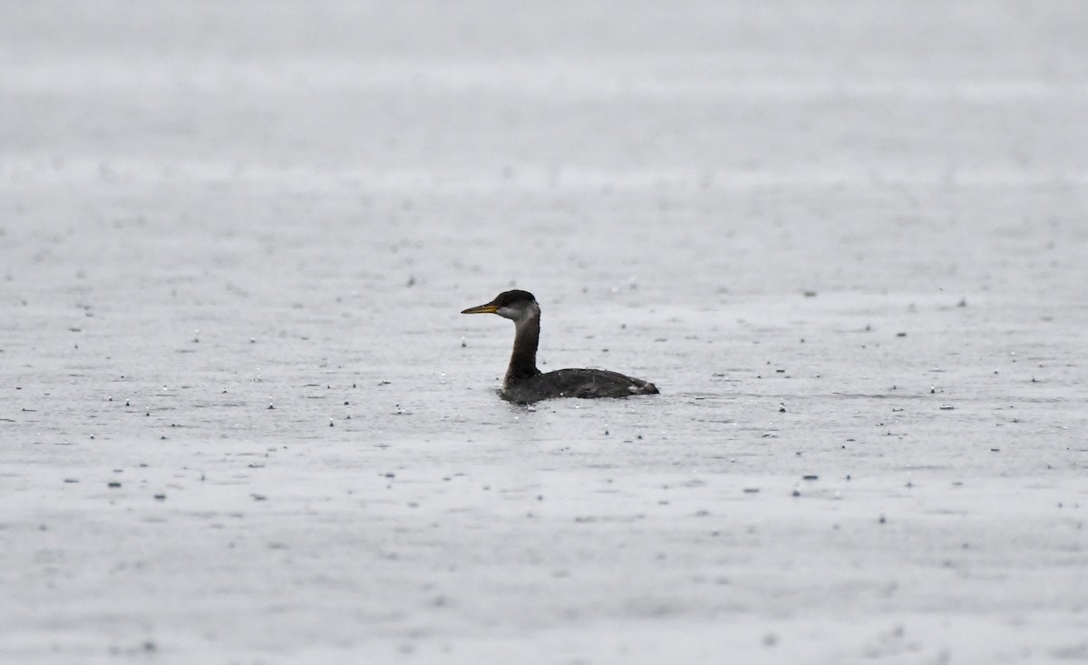 Red-necked Grebe - ML610211141