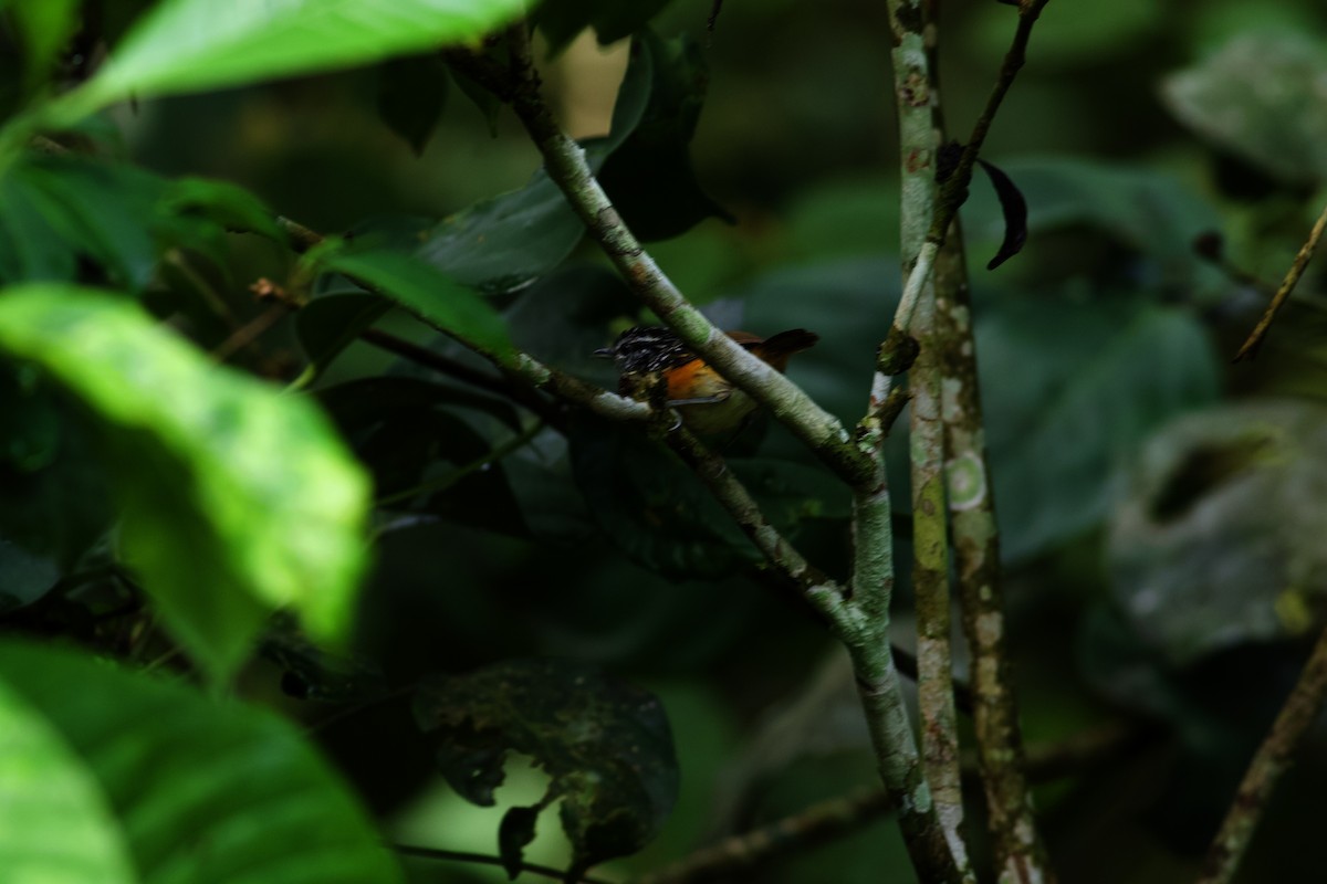 Peruvian Warbling-Antbird - ML610211145