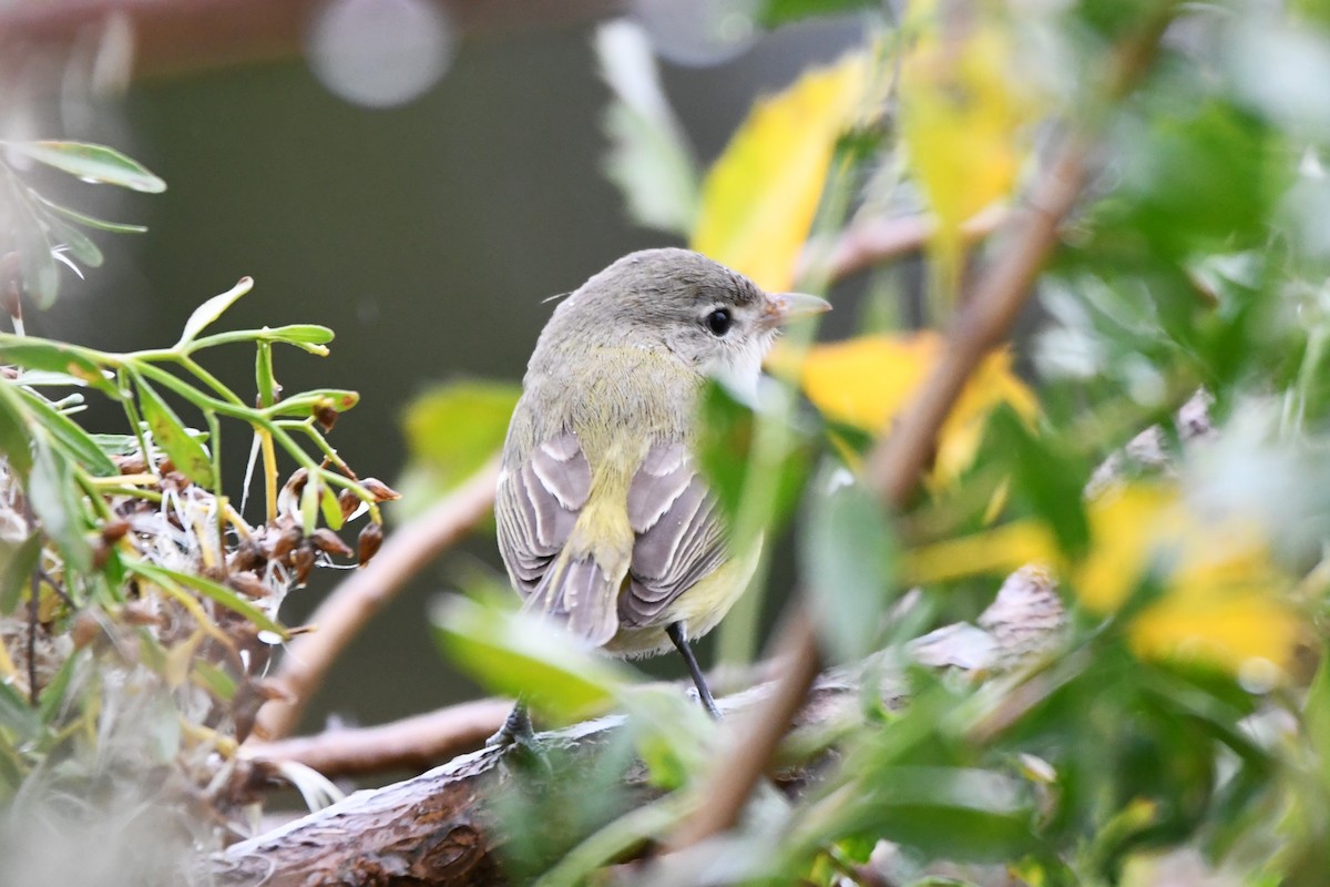 eBird Checklist - 21 Oct 2023 - Cove Island Wildlife Sanctuary - 6 species