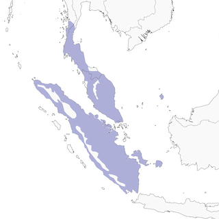 Distribution of the Malayan Black-capped Babbler - Range Map