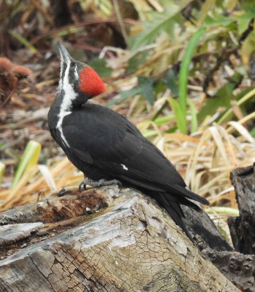 Pileated Woodpecker - Craig Salisbury