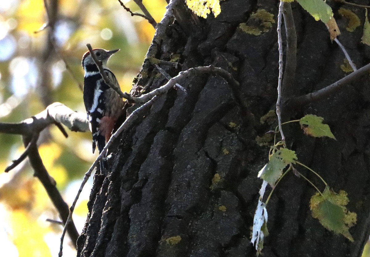 Middle Spotted Woodpecker - ML610211508