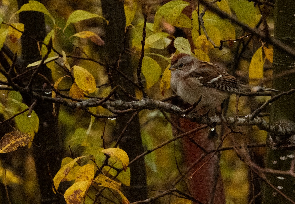 American Tree Sparrow - ML610211718