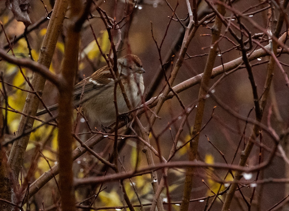 American Tree Sparrow - ML610211719
