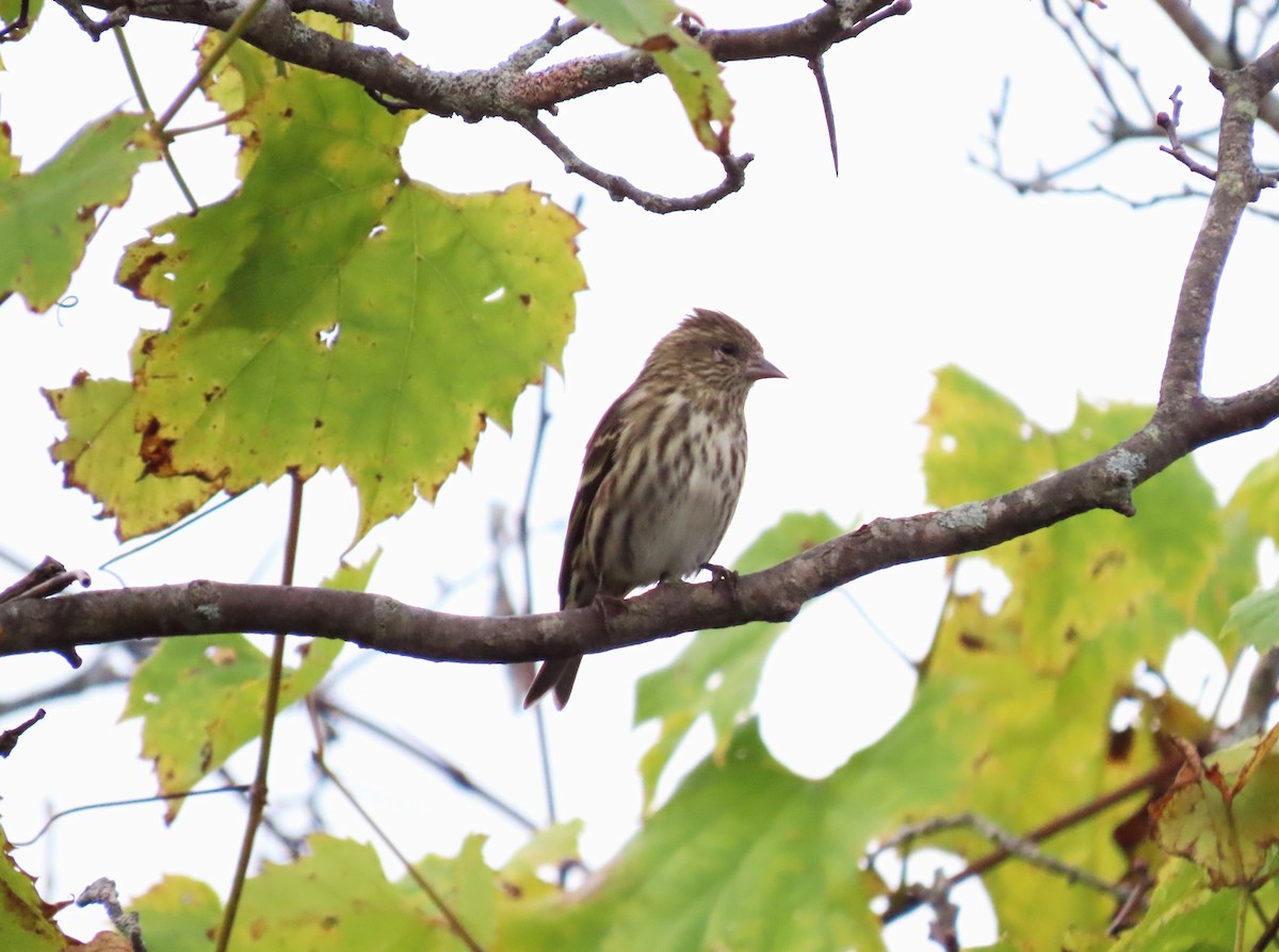 Maine eBird Checklist 20 Oct 2023 ME, Unity, Heald farm MBA Quad