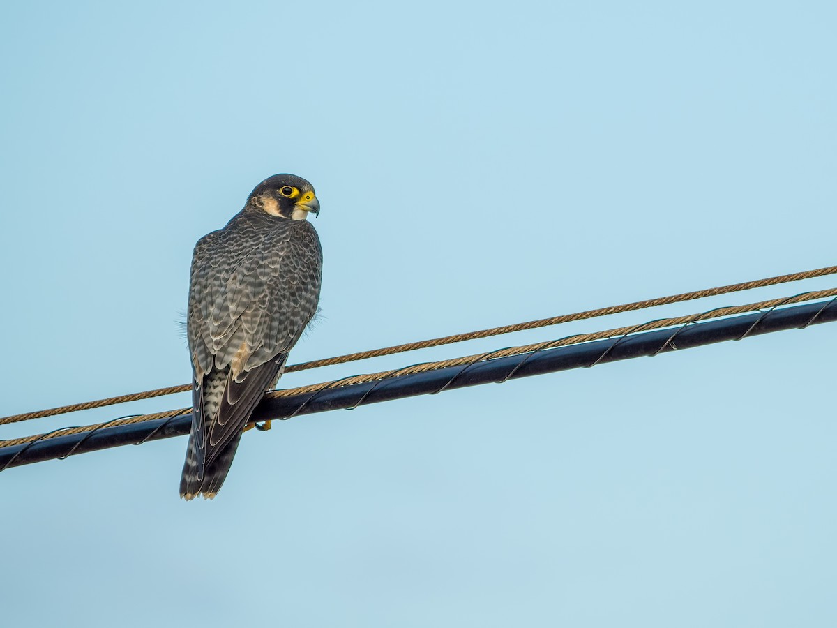 Peregrine Falcon (Barbary) - ML610211932
