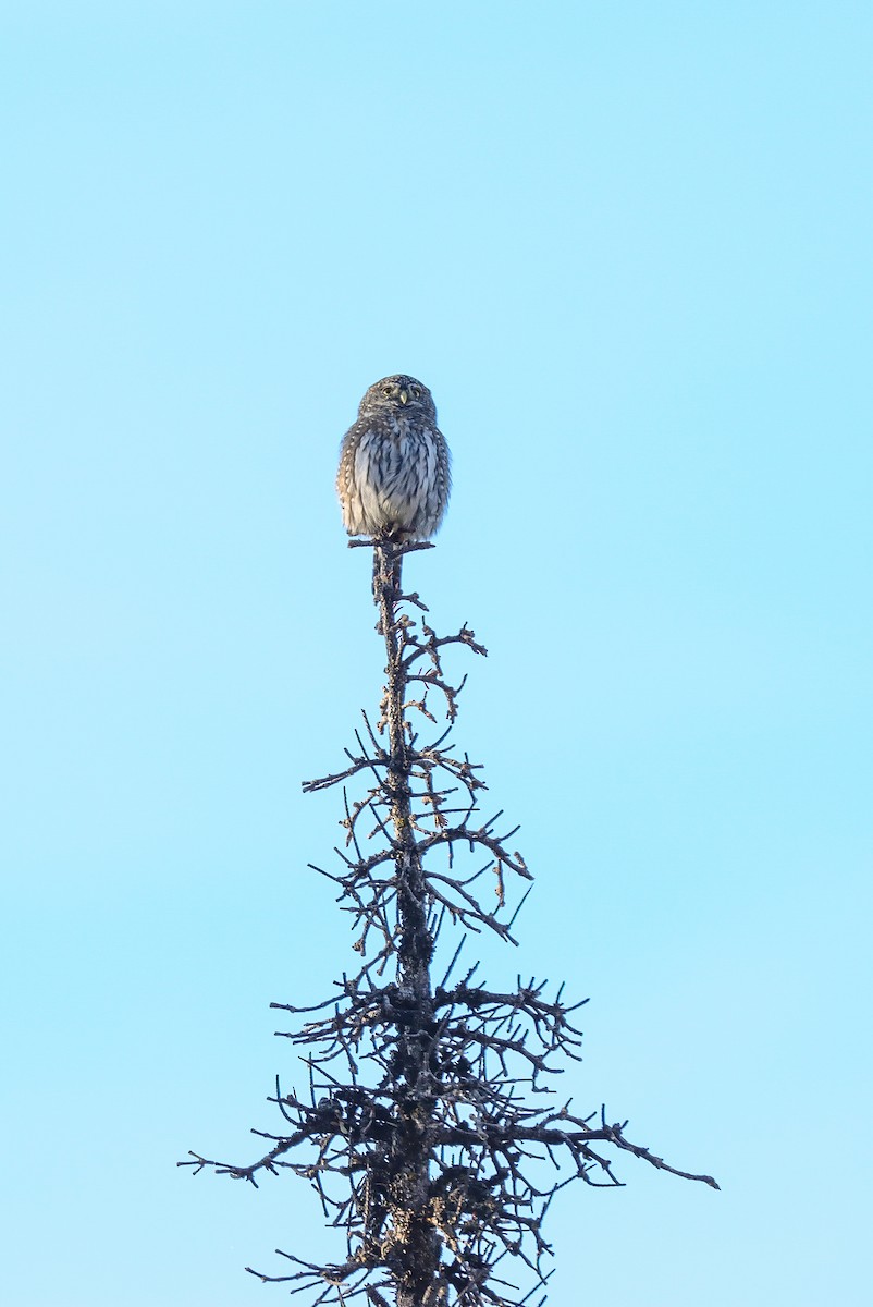 Northern Pygmy-Owl (Pacific) - ML610213097