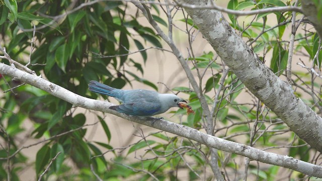 Blue-gray Tanager - ML610213188