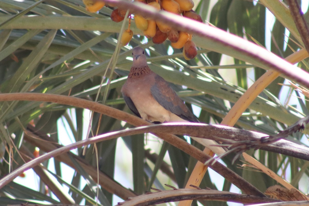 Laughing Dove - ML610213431