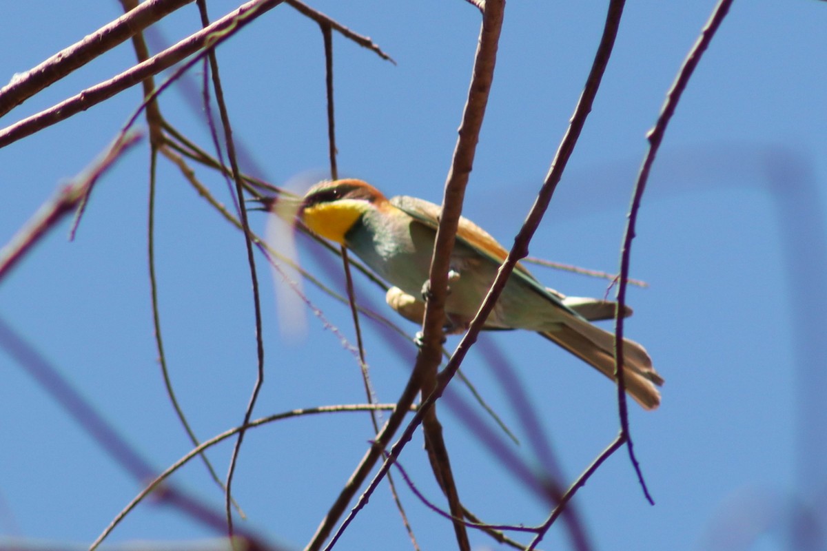 European Bee-eater - ML610213483