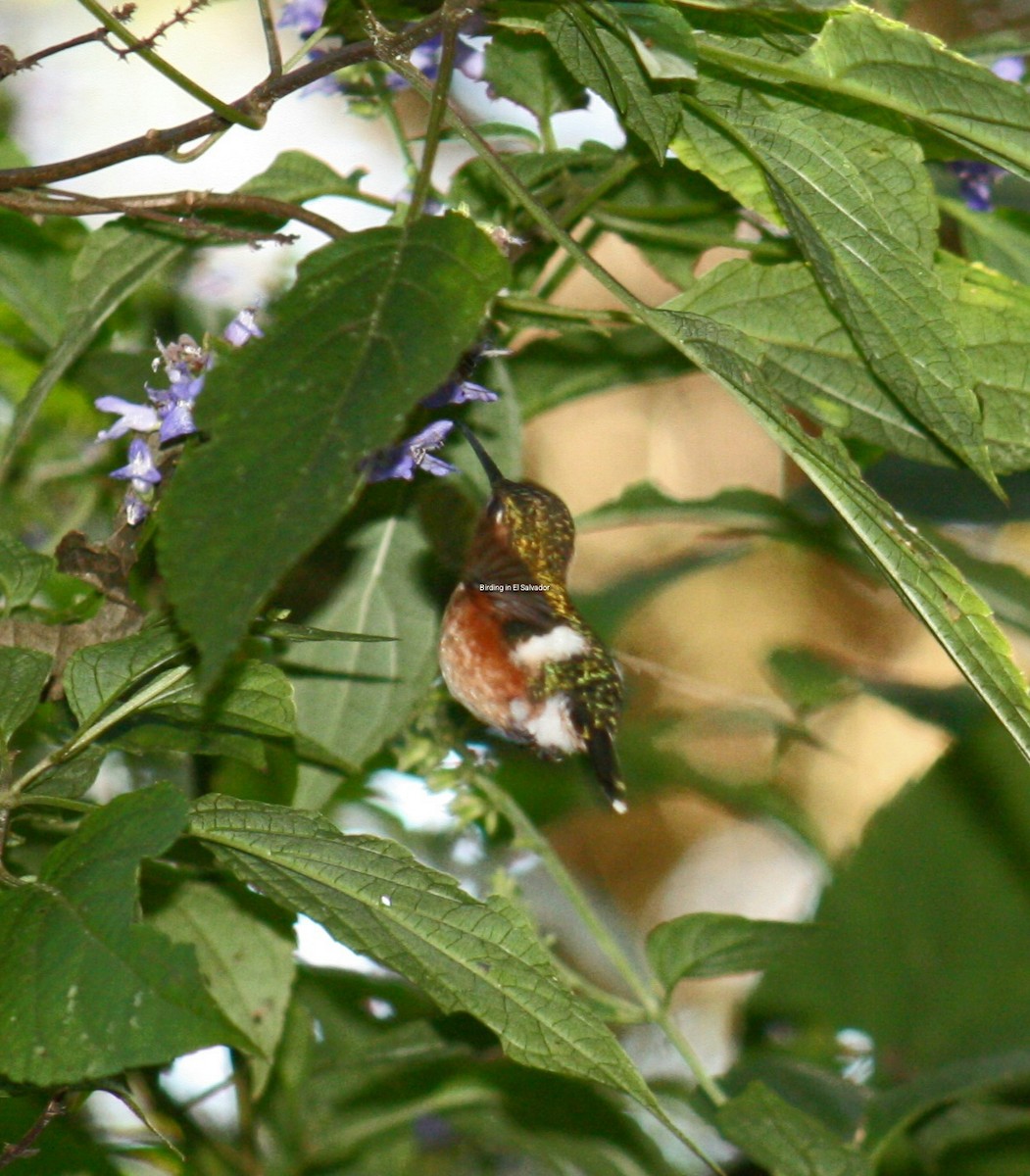 Sparkling-tailed Hummingbird - ML610213892