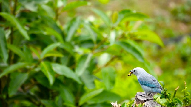 Blue-gray Tanager - ML610213923