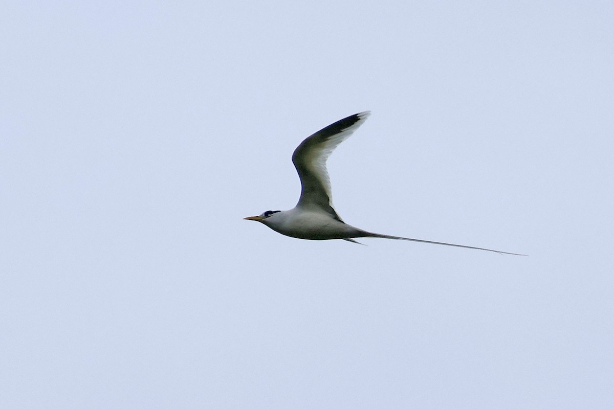 White-tailed Tropicbird (Indian Ocean) - Charley Hesse TROPICAL BIRDING