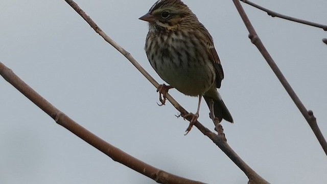 Savannah Sparrow - ML610214100
