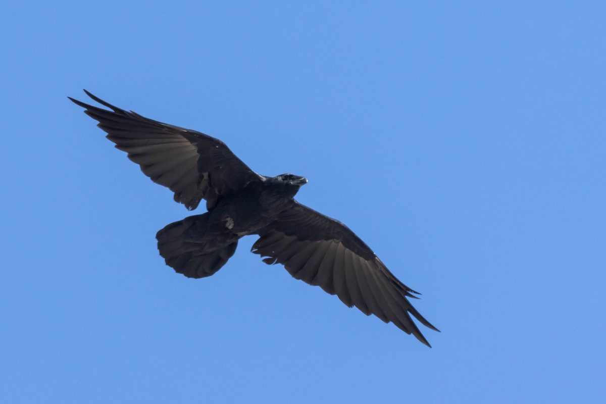 Common Raven - ML610214184