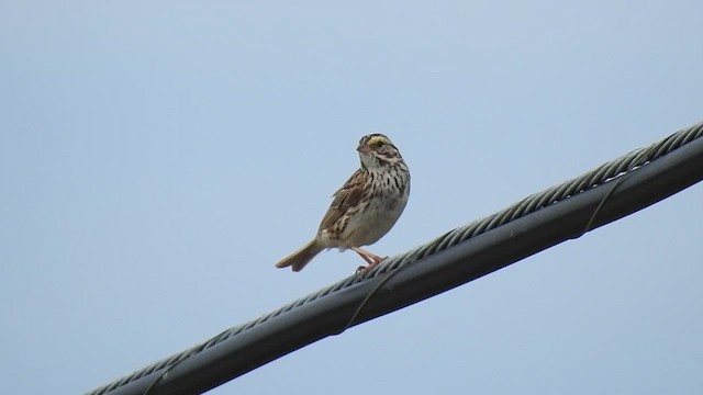 Savannah Sparrow - ML610214290