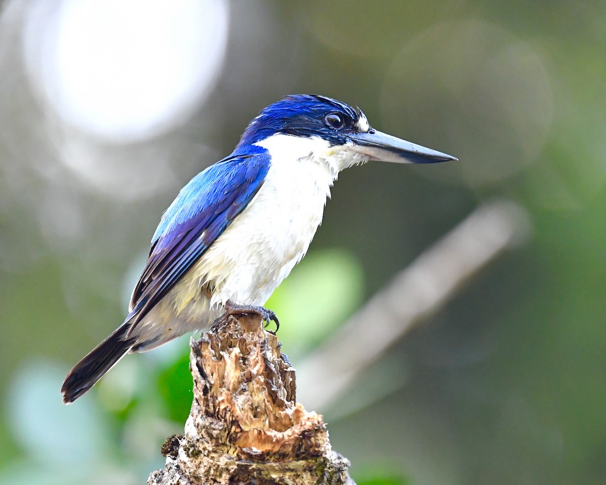 Forest Kingfisher - ML610214293