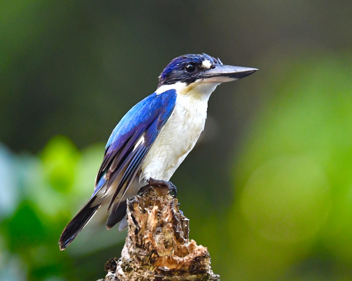 Forest Kingfisher - ML610214295