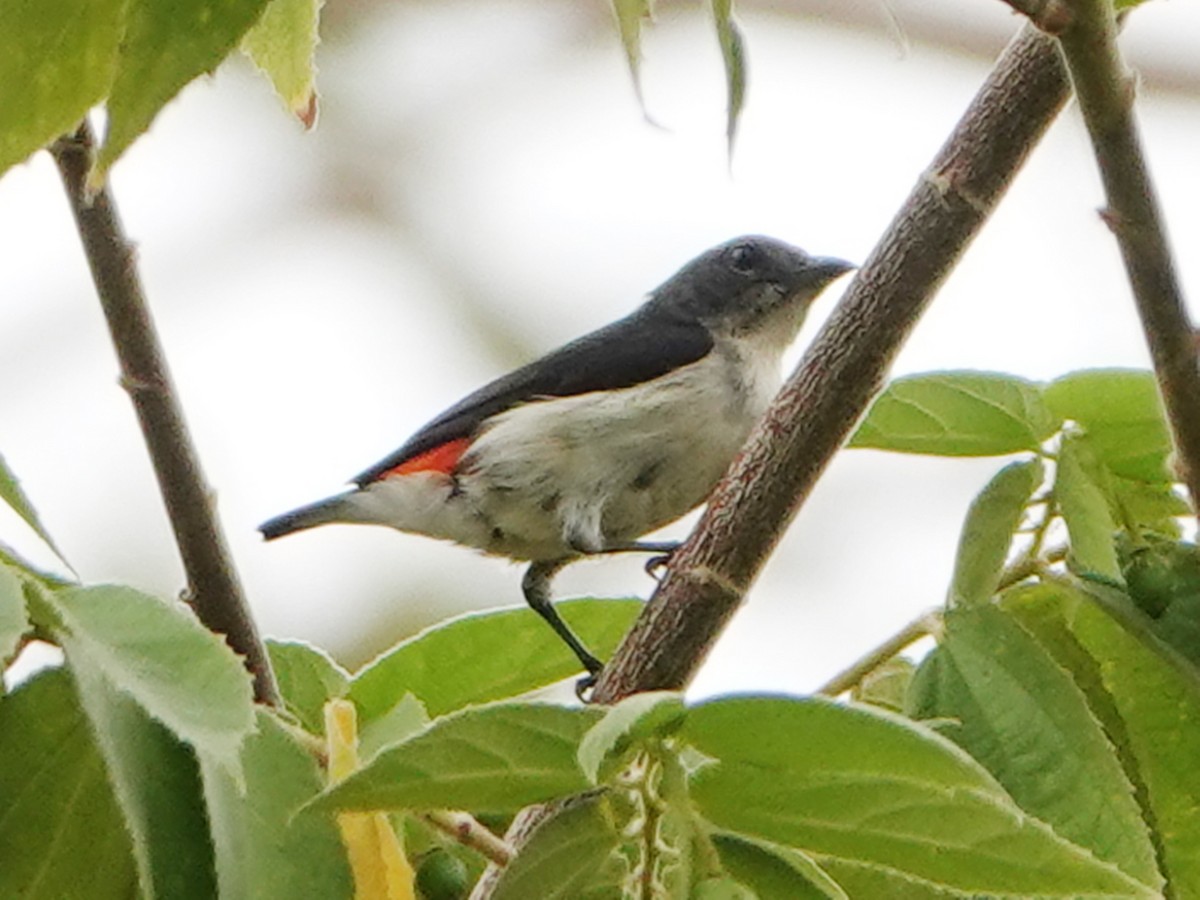 Red-chested Flowerpecker - Barry Reed