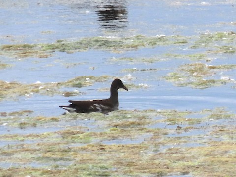 Common Gallinule - Ruth Bergstrom