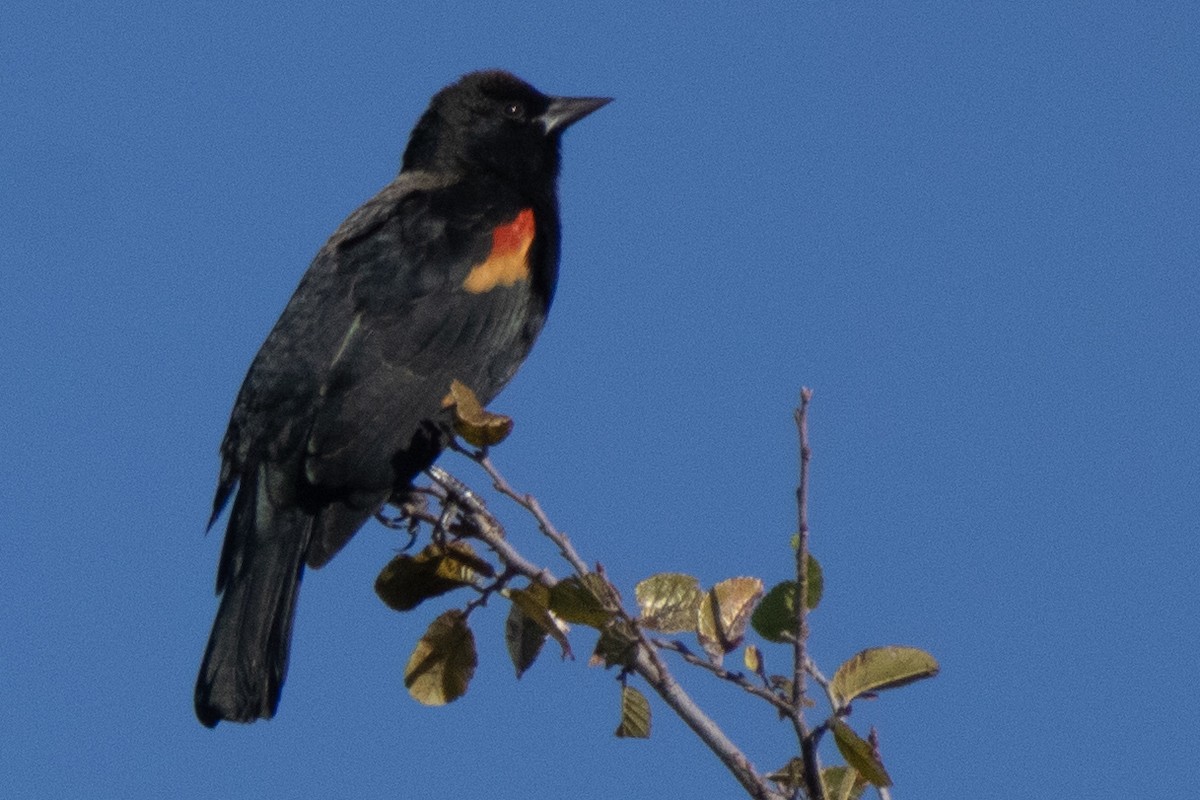 Red-winged Blackbird - ML610214821