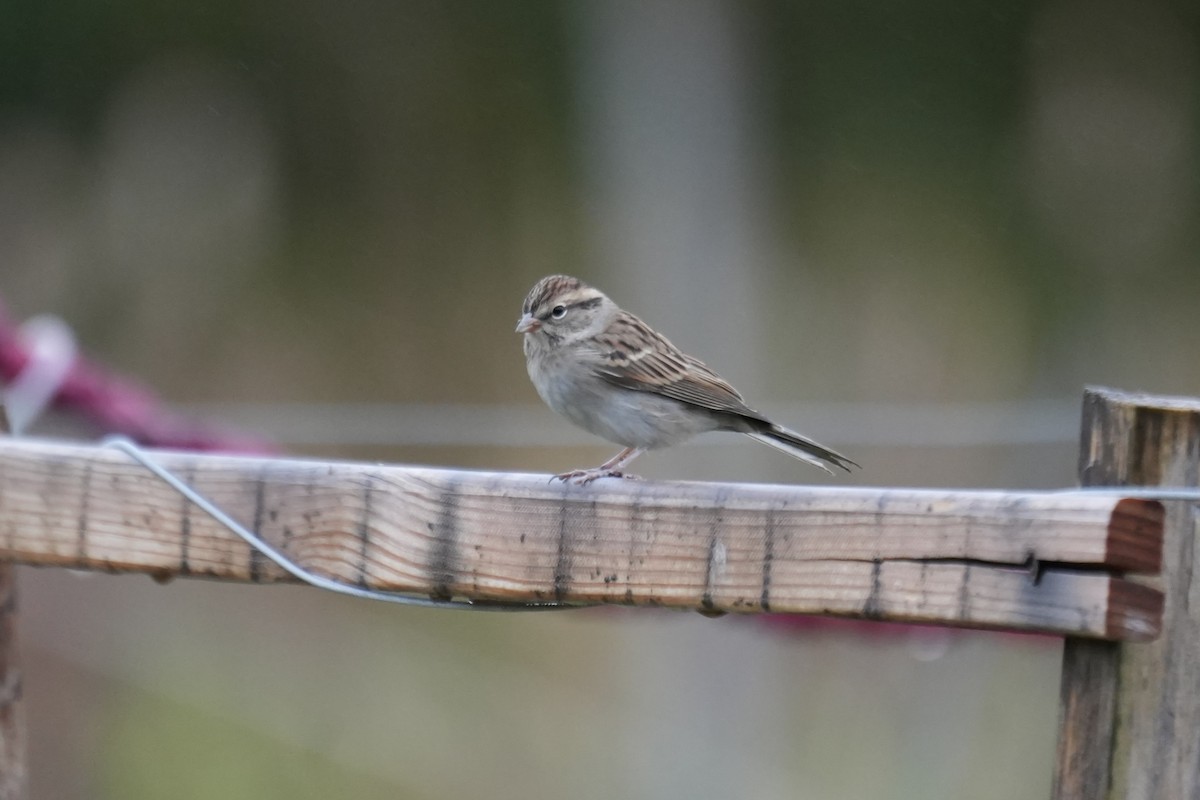 Chipping Sparrow - ML610214853