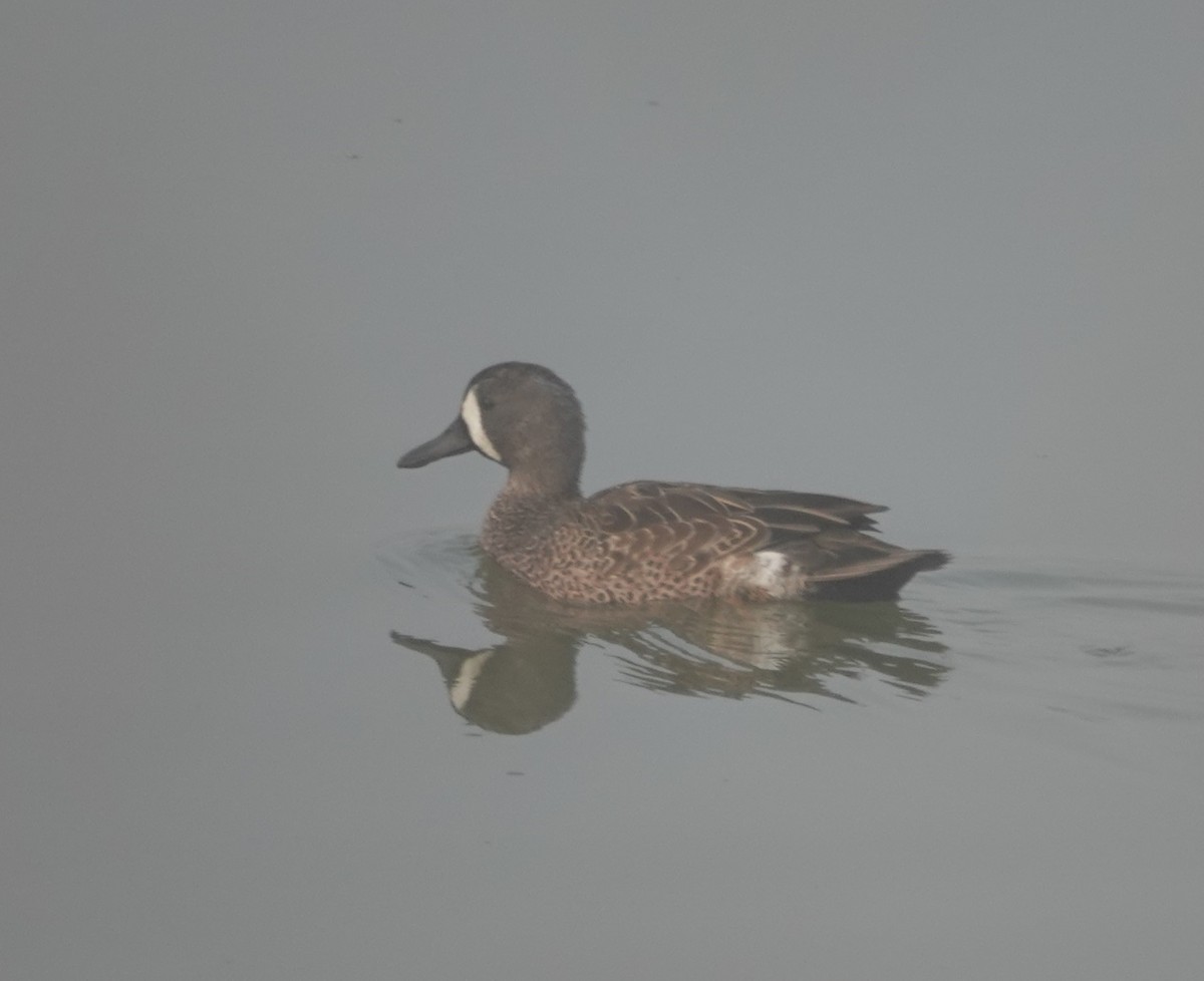 Blue-winged Teal - ML610215134