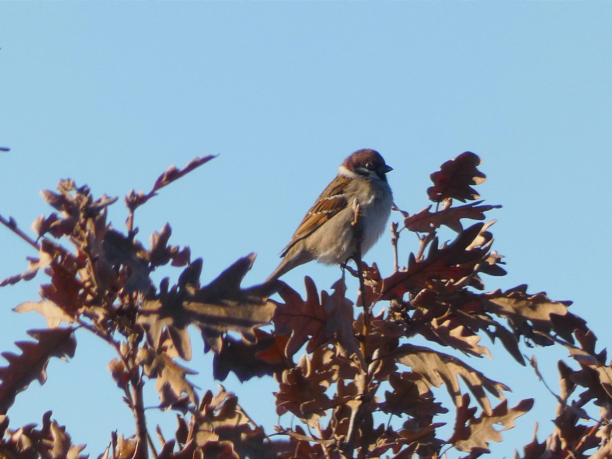 Eurasian Tree Sparrow - ML610215418