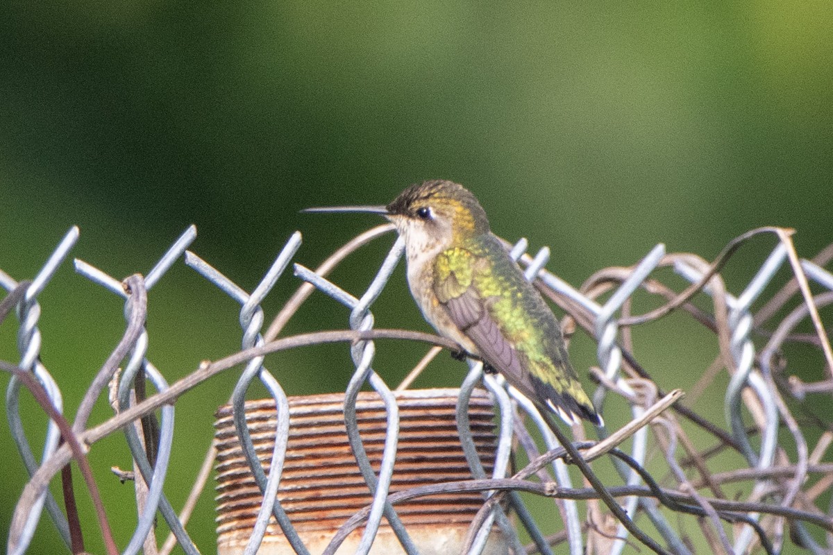Ruby-throated Hummingbird - ML610215535