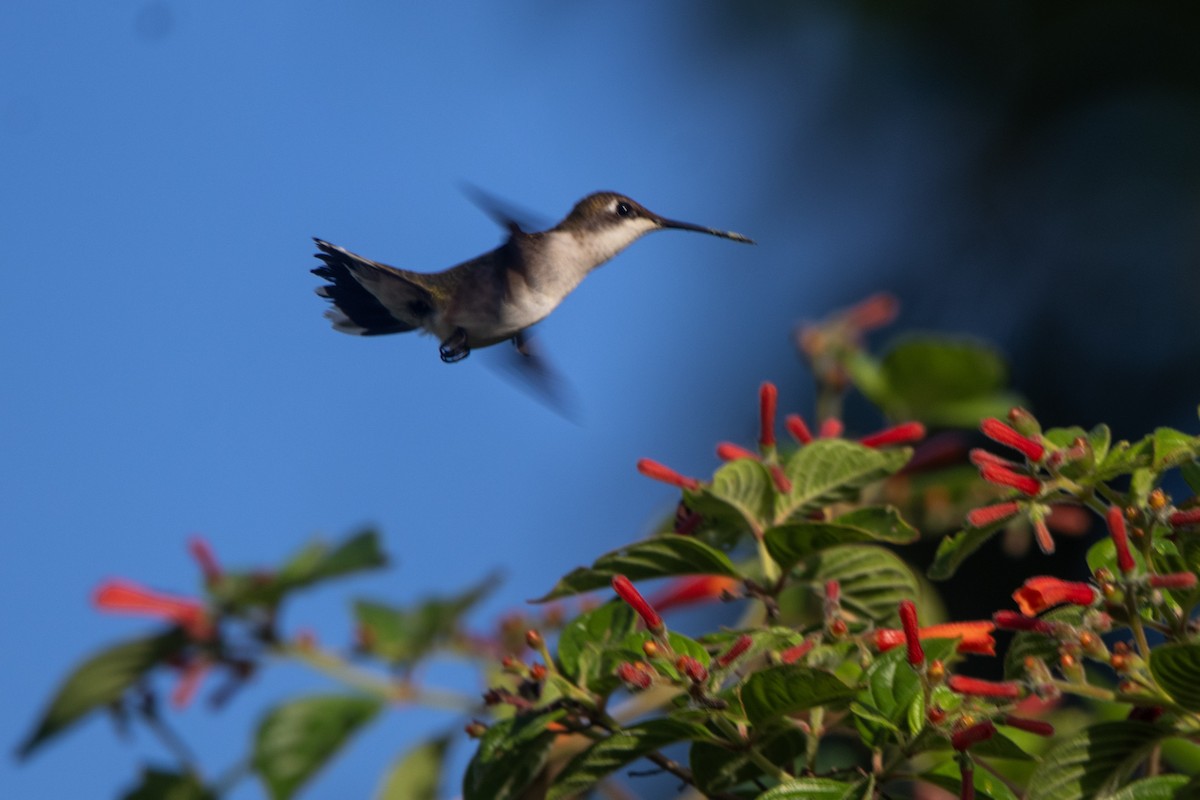 Ruby-throated Hummingbird - ML610215536