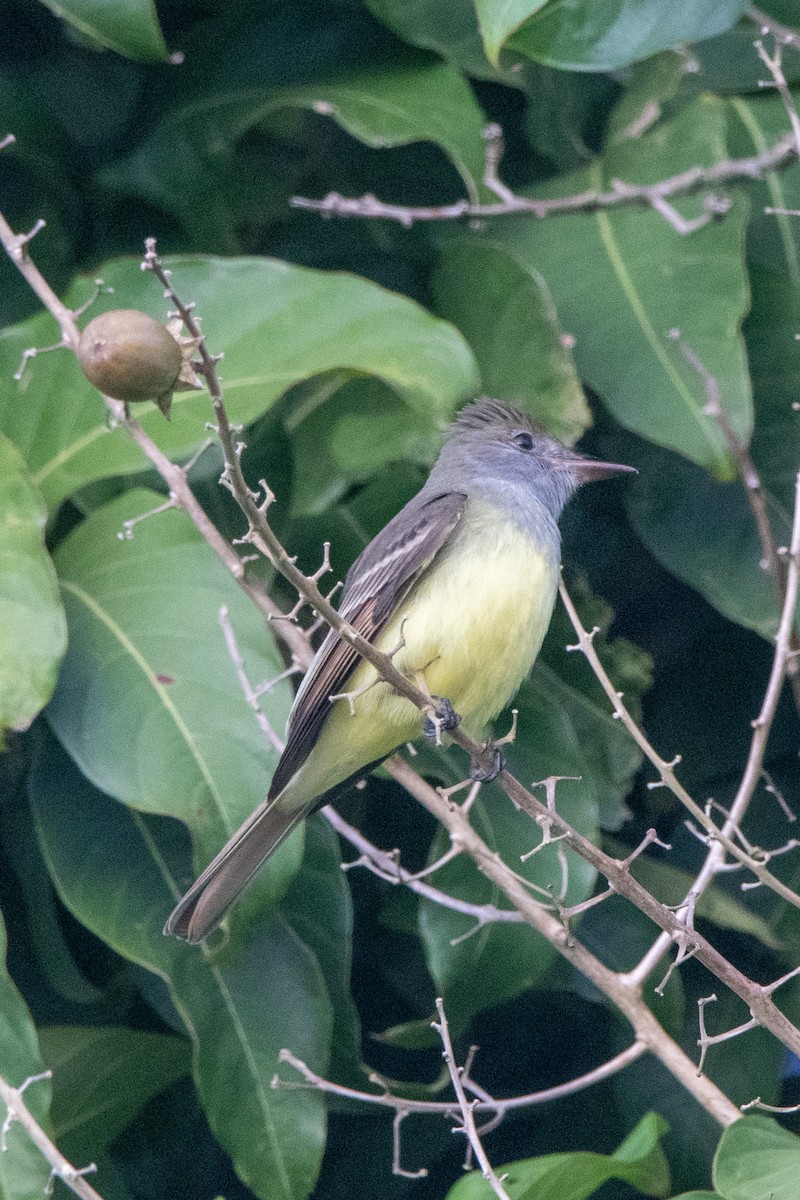 Great Crested Flycatcher - ML610215579