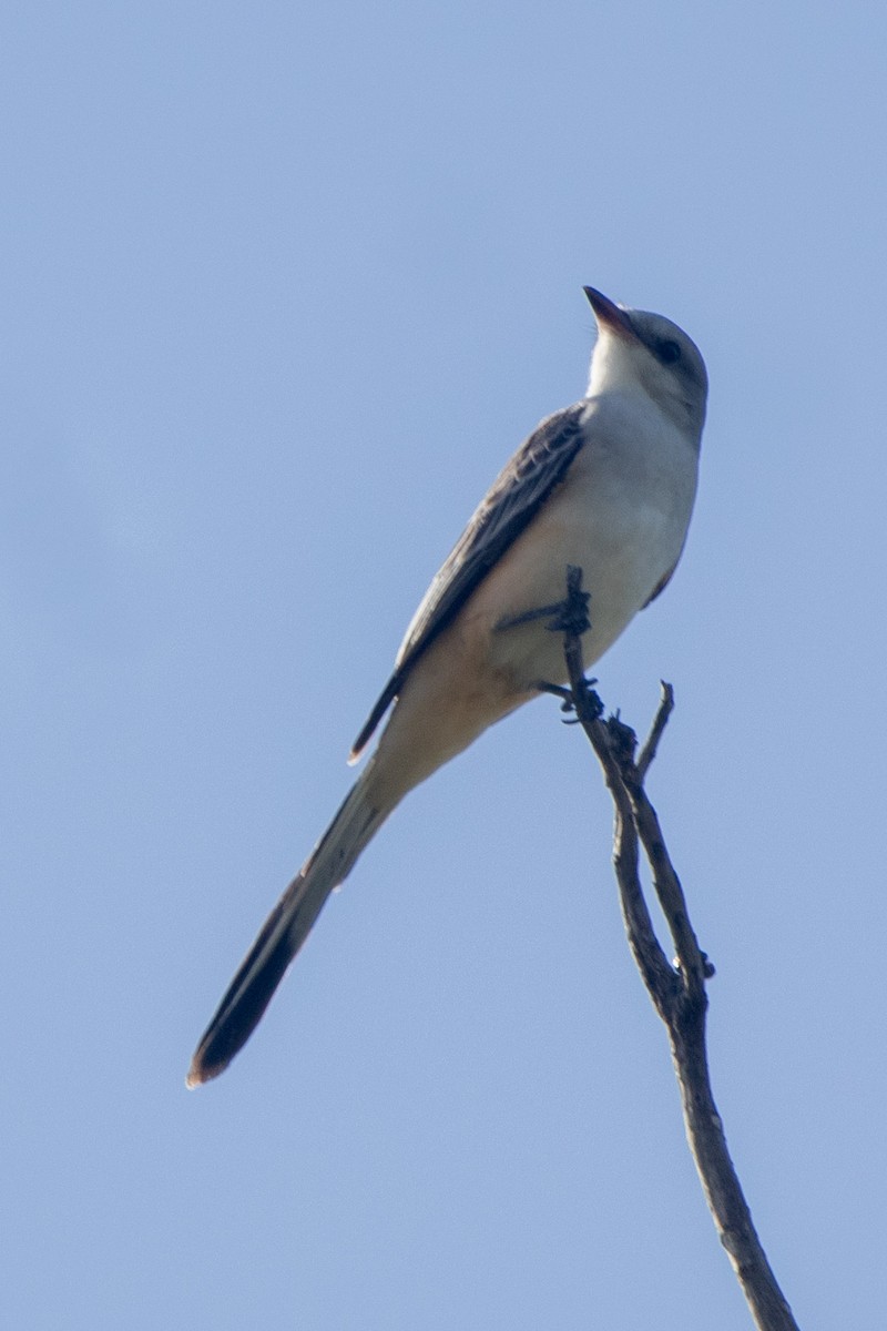 Scissor-tailed Flycatcher - Mark Miller
