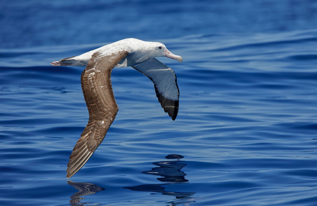 Antipodean Albatross (Gibson's) - Gus Daly