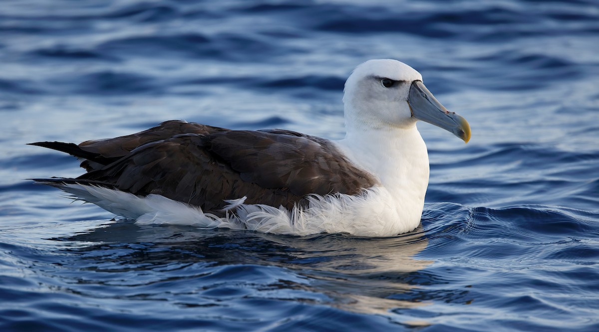 White-capped Albatross - Gus Daly