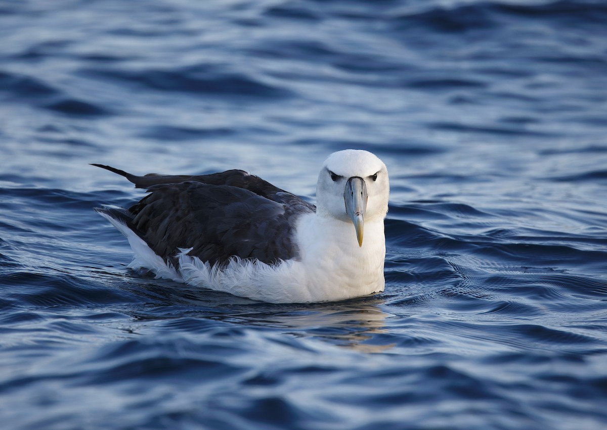 Albatros à cape blanche - ML610215663
