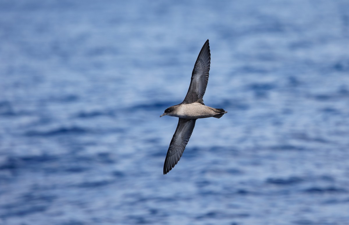 Short-tailed Shearwater - Gus Daly