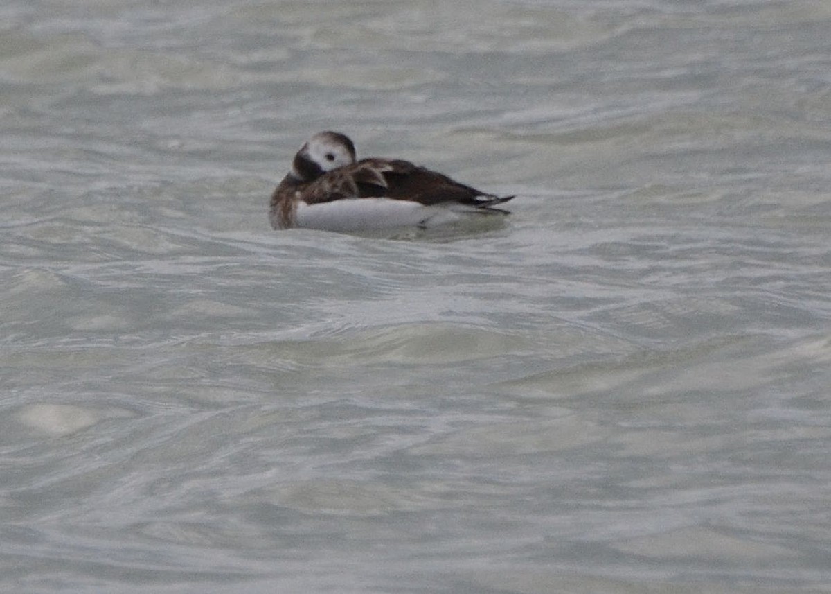 Long-tailed Duck - ML610215938