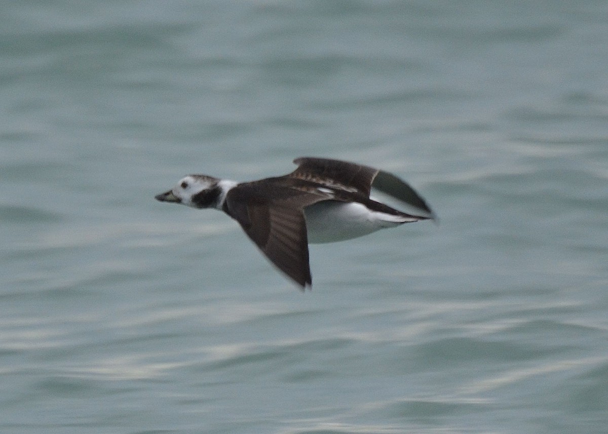 Long-tailed Duck - ML610215946