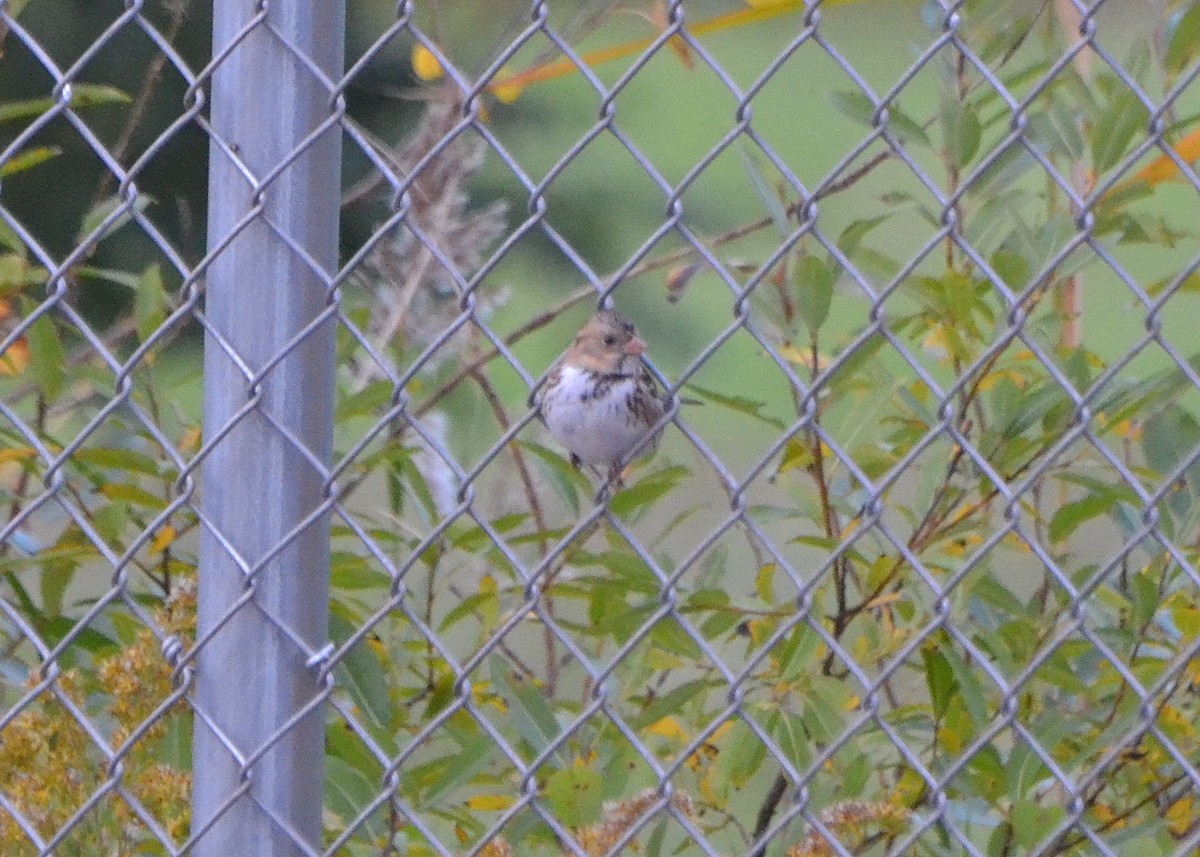 Harris's Sparrow - ML610215959
