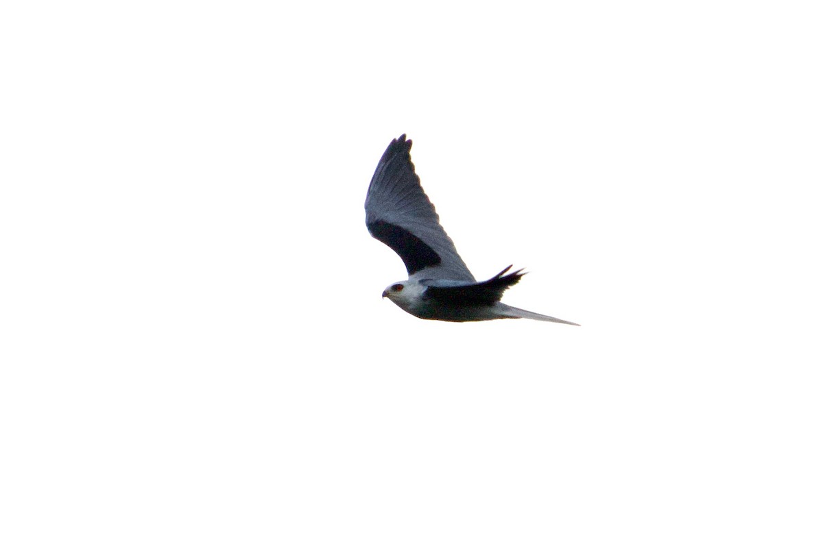 White-tailed Kite - ML610216935