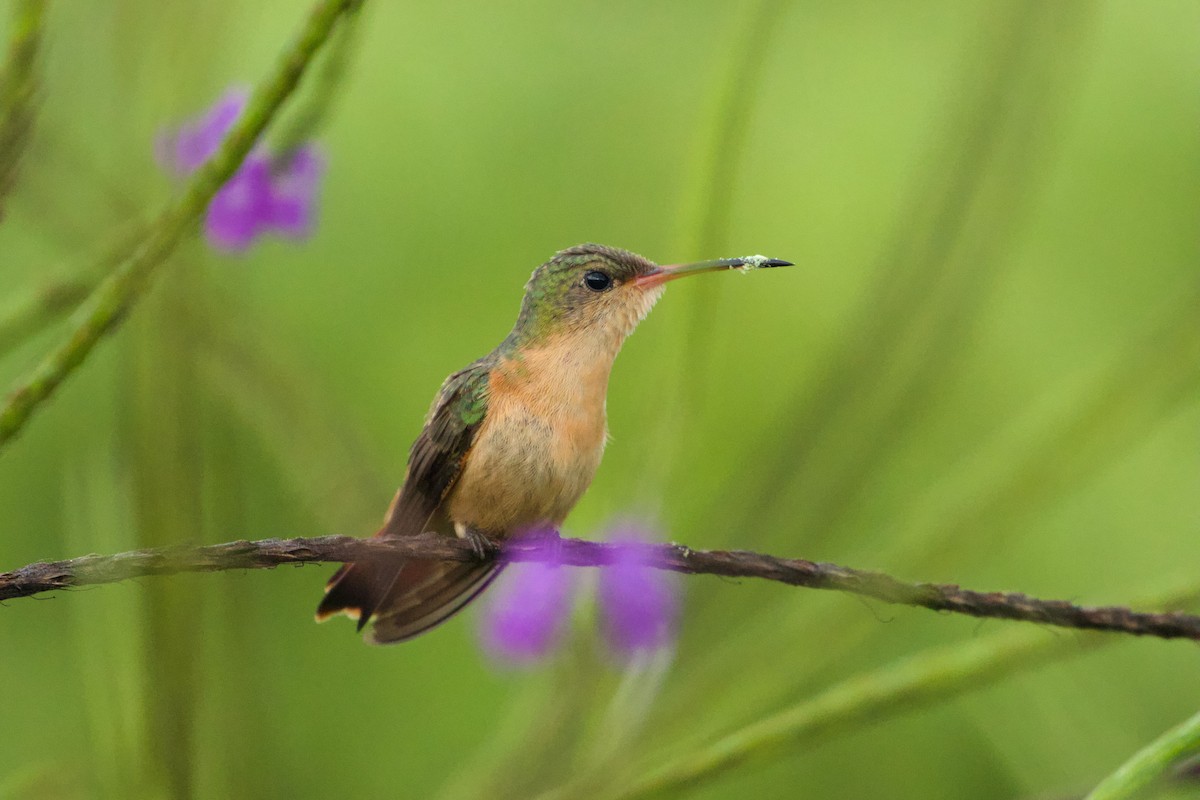 kolibřík ryšavý - ML610216952