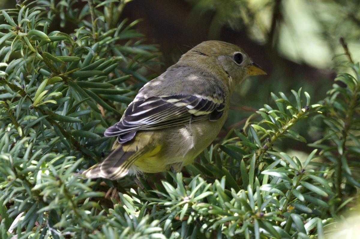 Western Tanager - ML610217128