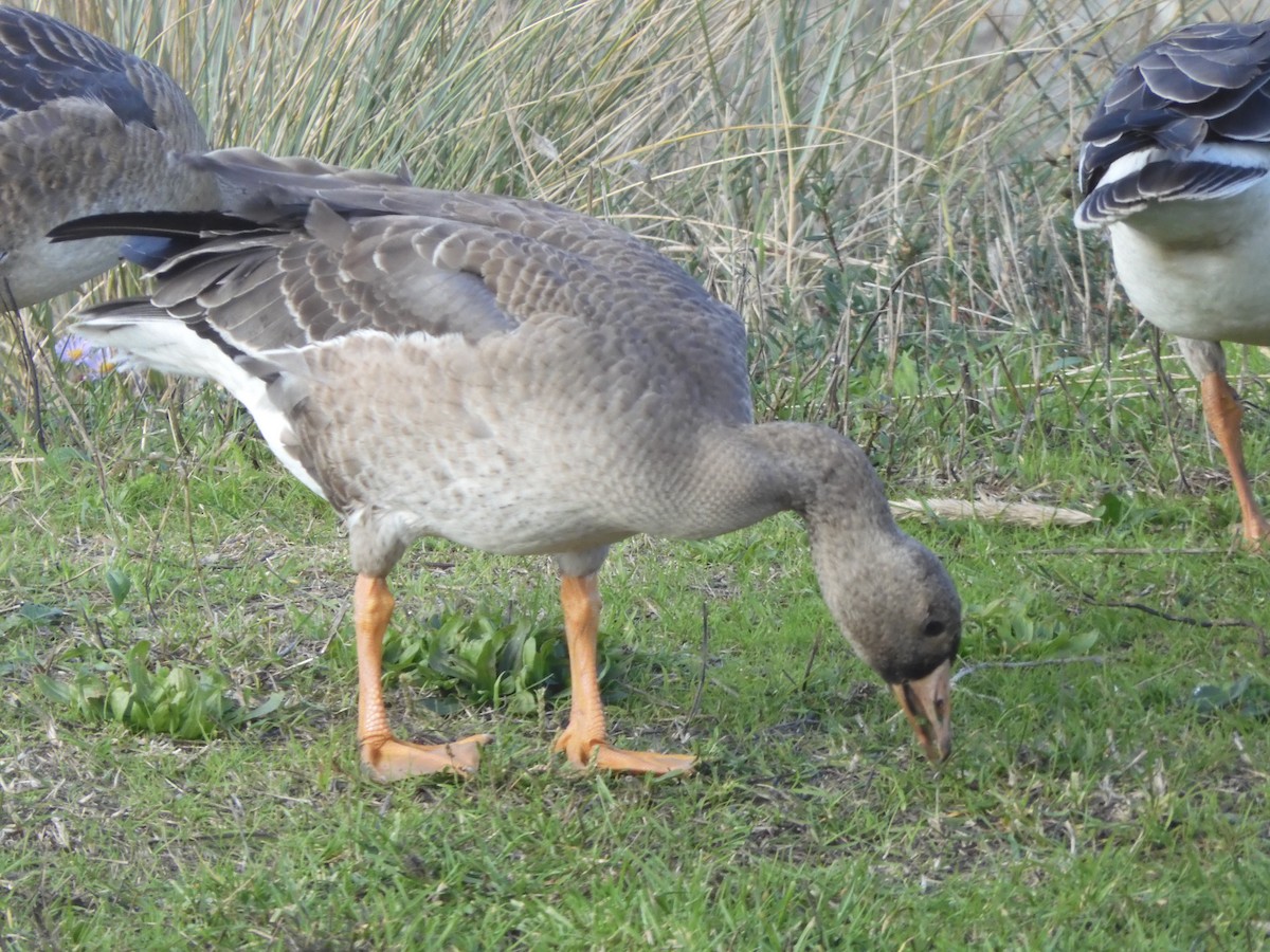Greater White-fronted Goose - ML610217219