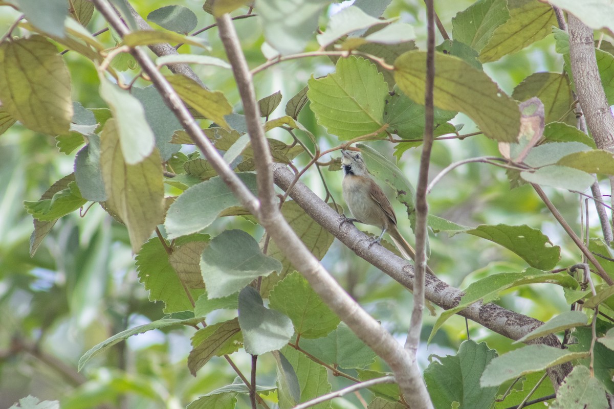 Chotoy Spinetail - ML610217431