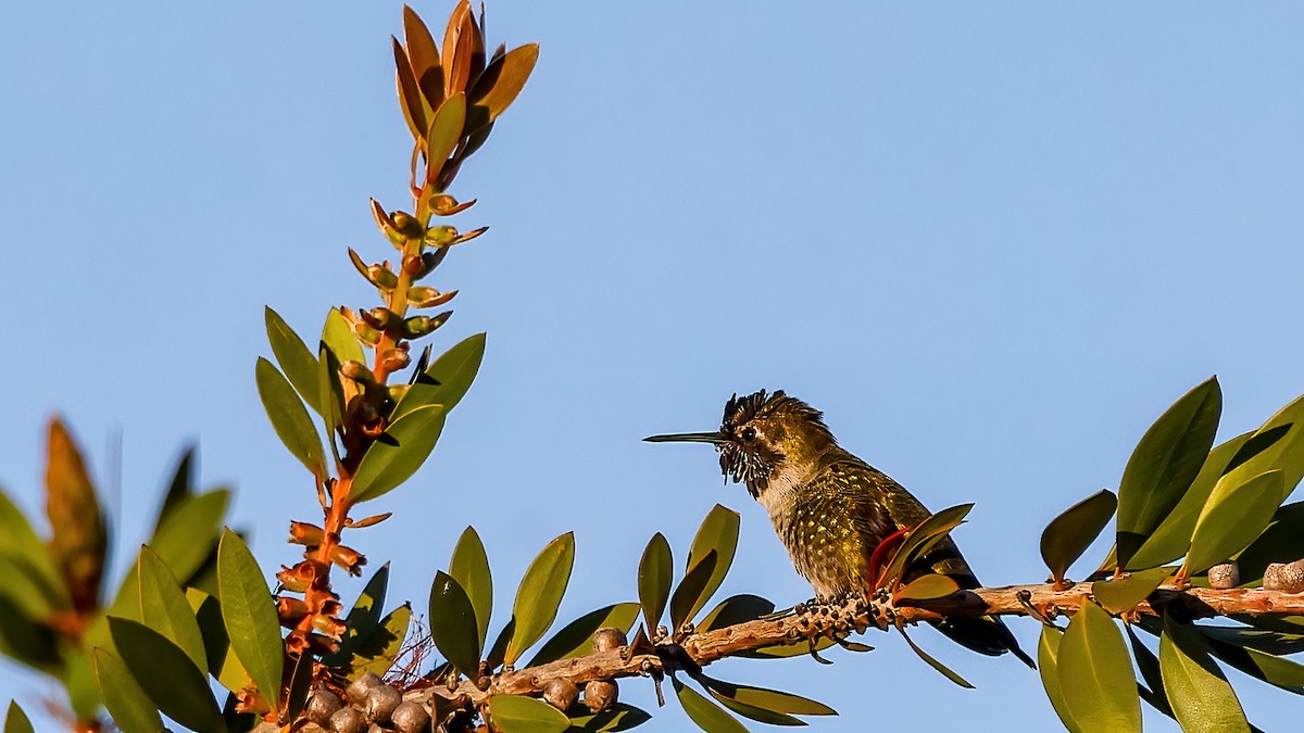 Anna's Hummingbird - ML610217841