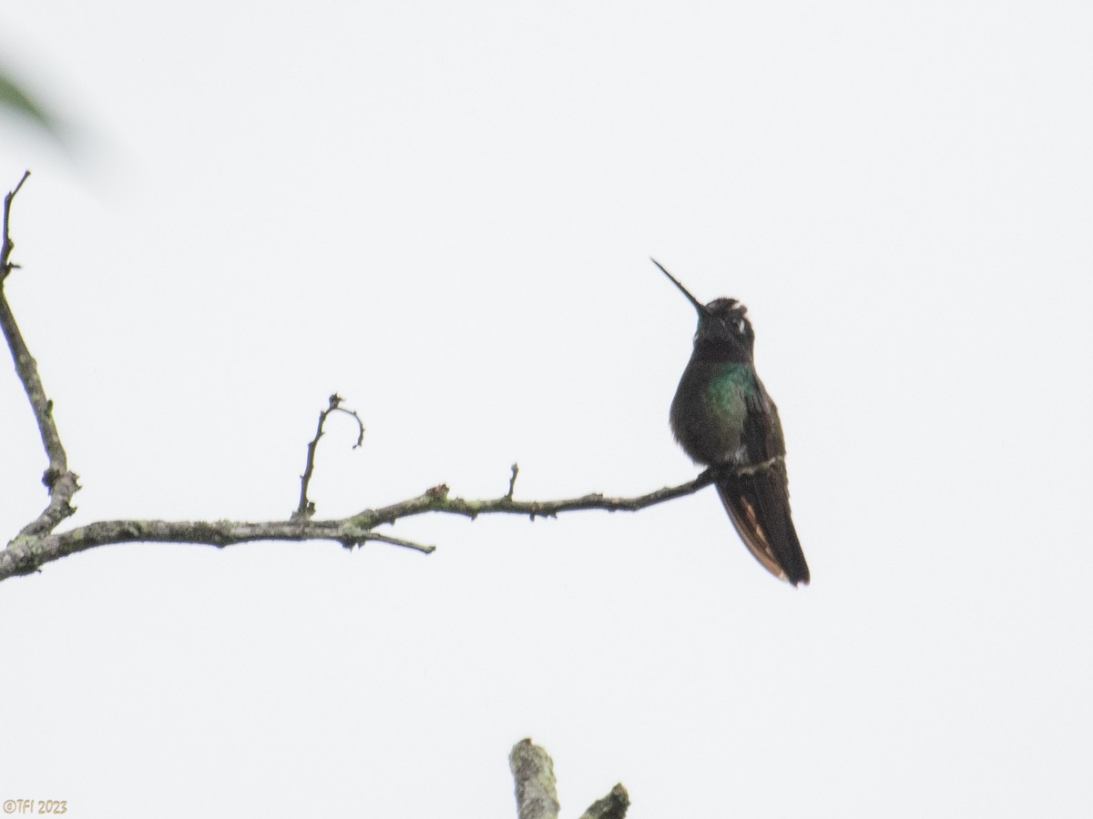 Rivoli's Hummingbird - ML610218043