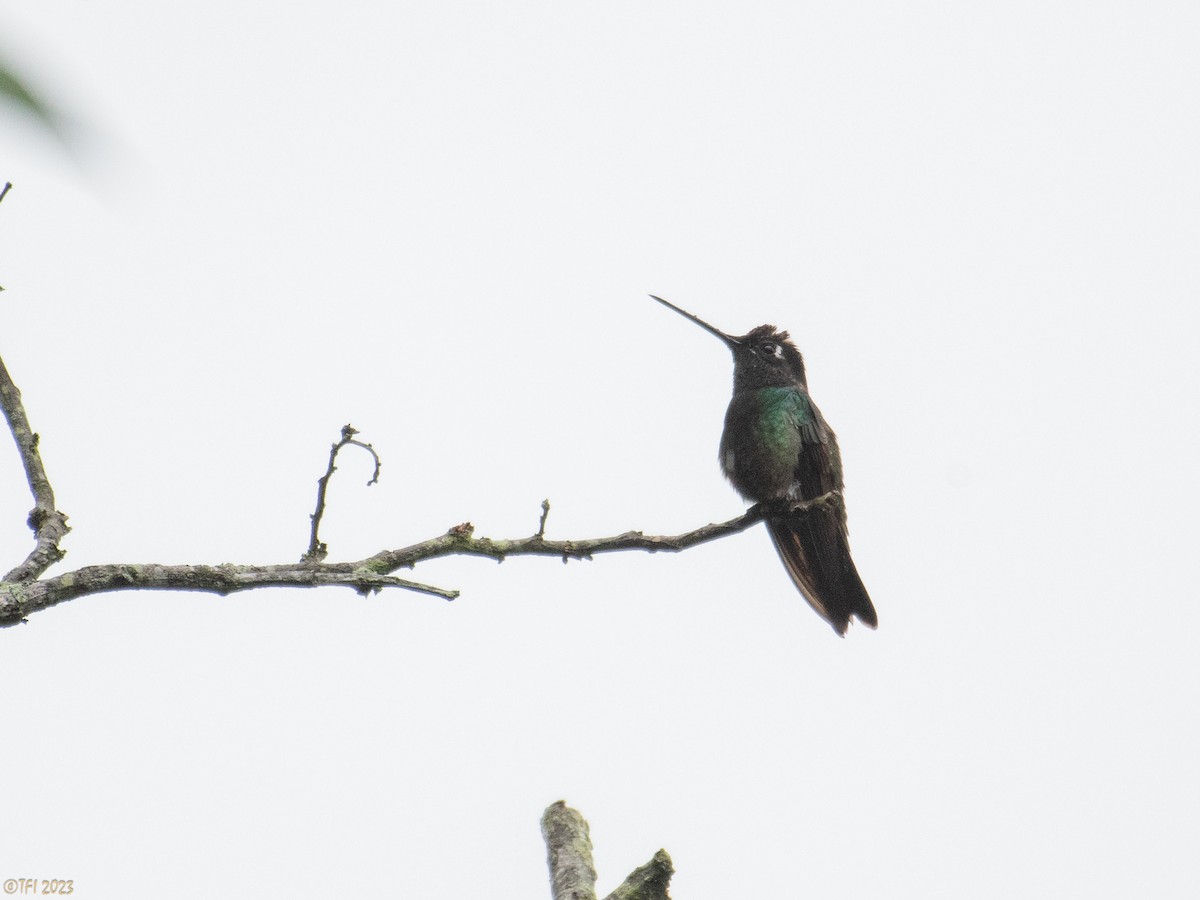 Rivoli's Hummingbird - ML610218044