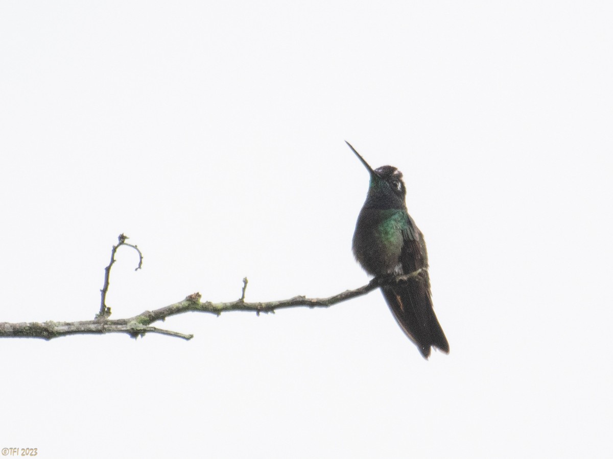 Rivoli's Hummingbird - ML610218048